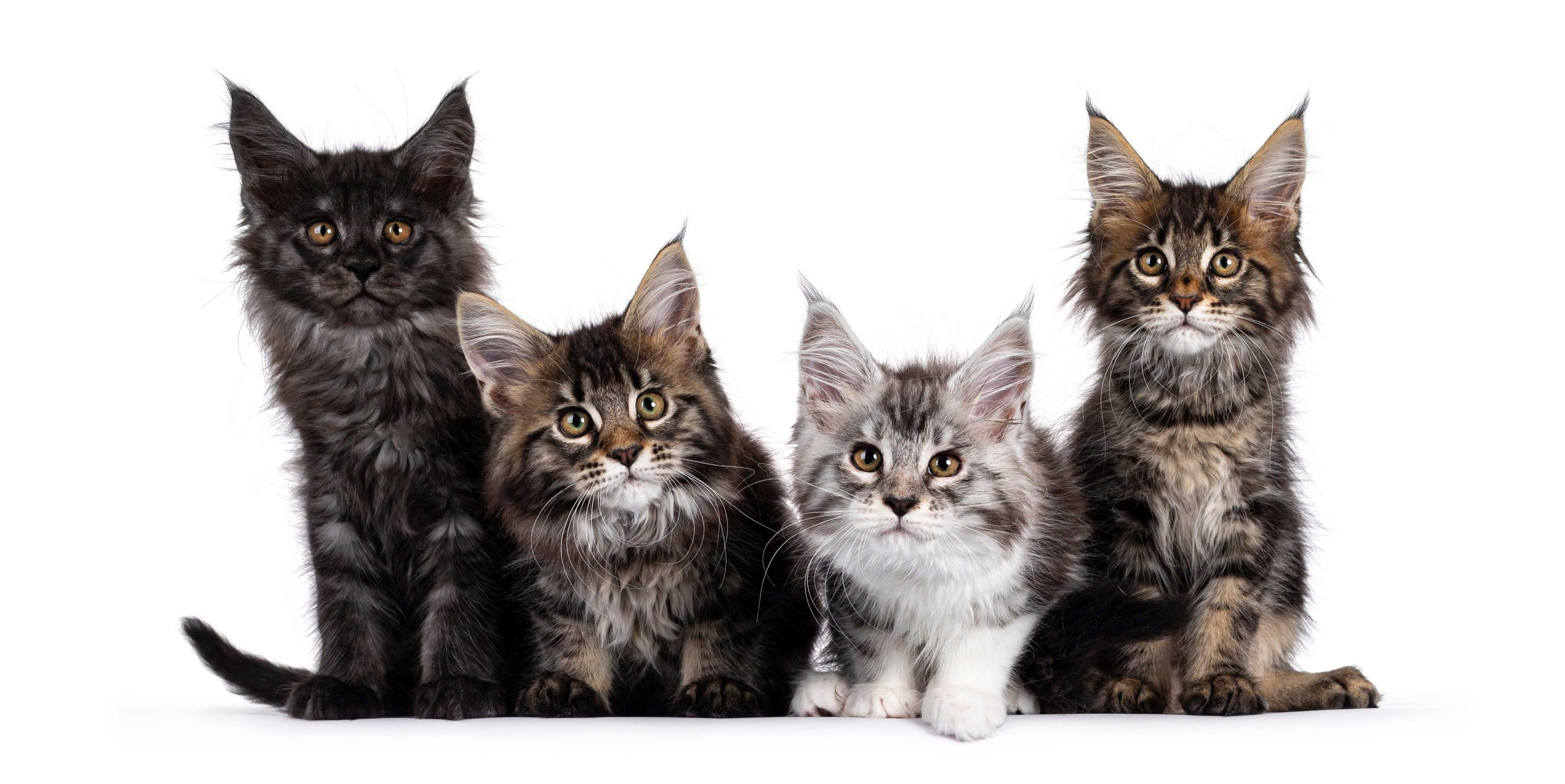 Litter of Maine Coon kittens. Pet breeder tax education. Learn how to minimize income taxes for cat breeders. 